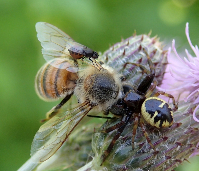 Moschine opportuniste - Milichiidae, Desmometopa sp.